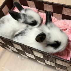 【うさぎ販売】ライオンドワーフラビット（カラー3種）