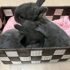 【うさぎ販売】ライオンドワーフラビット（カラー3種） - 愛知郡