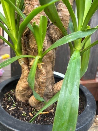 【ユッカ　エレファンティペス　Yucca 青年の木　観葉植物　塊根植物　多肉植物　ビザールプランツ　レアプランツ　ガーデニング　植物　