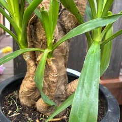 【20%オフ　9/6】【20%オフ　6/25】ユッカ　エレファンティペス　Yucca 青年の木　観葉植物　塊根植物　多肉植物　ビザールプランツ　レアプランツ　ガーデニング　植物　グリーン　趣味　盆栽　葉　花　庭　草　インテリア　おしゃれ　飾り　園芸　の画像