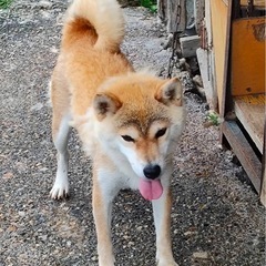 4歳の柴犬の女の子