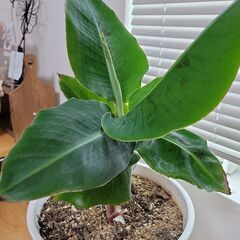 【陶器鉢付き】観葉植物のバナナの画像