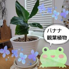 【陶器鉢付き】観葉植物のバナナ