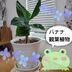 ランキングキーワードに紐づく投稿画像-観葉植物