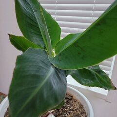 【陶器鉢付き】観葉植物のバナナの画像