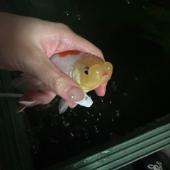 【取引確定】協会系らんちゅう子ども 1匹～🐟.*･ﾟ の画像