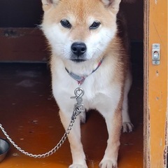柴犬