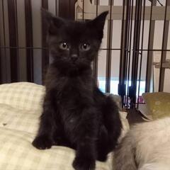 可愛いすぎ❤ブラックキティ黒猫男の子2カ月弱　チャムくん