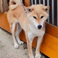 女の子の柴犬