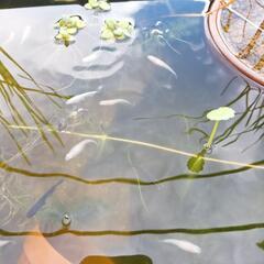 🐡めだか🐡針子～MIX雑種～　の画像