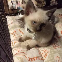 綺麗なシャム猫柄男の子2カ月弱　ミカくん