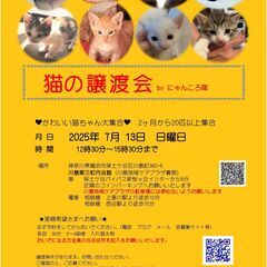 猫の譲渡会　BYにゃんころ隊 7/13