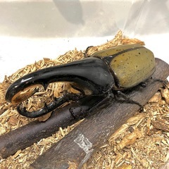 ✨ヘラクレスオオカブト成虫ペアNo13（♂121mm♀70mm）