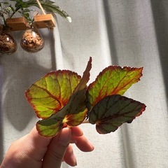 5本　レックスベゴニア シルバー系　観葉植物