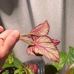 5本　レックスベゴニア シルバー系　観葉植物の画像