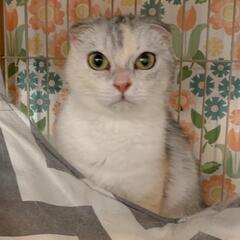 ブリーダー飼育放棄より救出しました