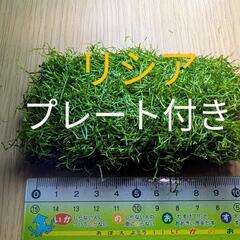 （水草）巻きたて　リシアプレート　１個（水中葉）（無農薬）
