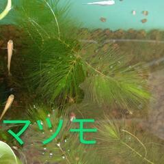 水草🌿マツモ💞メダカ・熱帯魚・エビ水槽に❣️