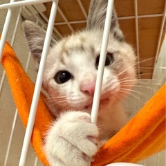 🍒【６／２２(日)小倉南区譲渡会】【にしくん】まっさおなブルーのひとみ　２ヶ月の男の子 - 北九州市