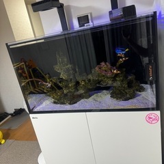 海水オーバーフロー水槽　 その他色々セット(生体を含む)