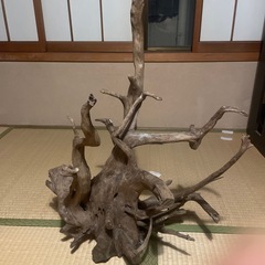 芸術的流木