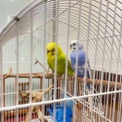 インコ2羽里親様募集