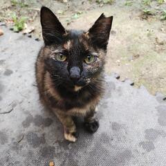 サビ猫(さび)ちゃん♪推定1歳