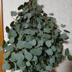 ポポラス切り枝　　　　ドライフラワー
スワッグの画像