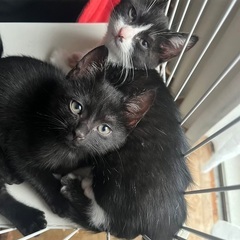 生後2ケ月の子猫です✨