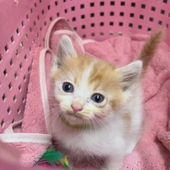 かわいい男の子💚ご家族募集中！