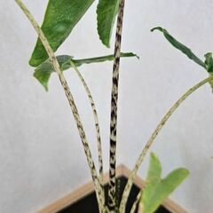 希少　アロカシア　ゼブリナ　レティキュラータ　鉢ごと　観葉植物の画像