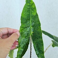 希少　アロカシア　ゼブリナ　レティキュラータ　鉢ごと　観葉植物の画像
