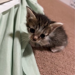 🐈生まれて一ヶ月のニャンズ🐈