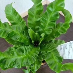 アスプレニウム　コブラ　クリアな4号鉢ごと　観葉植物　シダの画像