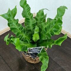 アスプレニウム　コブラ　クリアな4号鉢ごと　観葉植物　シダの画像