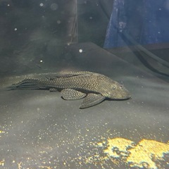 熱帯魚 プレコ 32~33±水槽