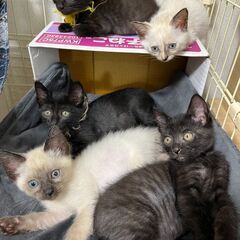 in春日井市☆子猫がいっぱい☆保護猫達を暖かいオウチに迎え…