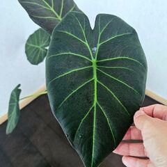 希少　希少　アロカシア　リーガルシールズ　観葉植物　鉢ごとの画像