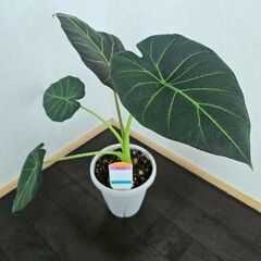 希少　希少　アロカシア　リーガルシールズ　観葉植物　鉢ごと
