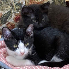 🌹　ハチワレ、チャコグレーの兄妹　2匹一緒にと言う　里親様募集です🌹