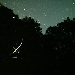 和歌山県産　青梅　特大サイズ  （梅酒、梅ジュース、梅干しなど）の画像