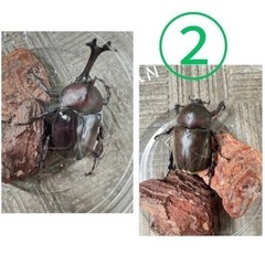 ★取引中★国産カブトムシ(ペア)②