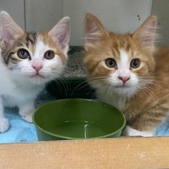 保護猫ちゃんの里親募集！