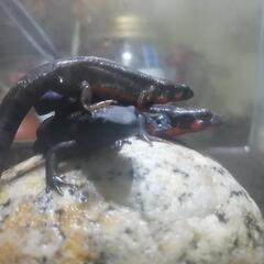 アカハライモリの画像