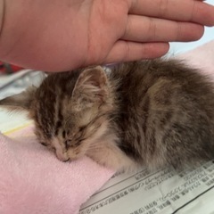保護子猫　里親募集　病院済 - 旭市