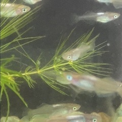 琥珀光メダカ若魚7匹+α現物の画像