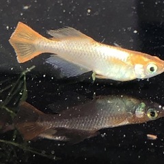琥珀光メダカ若魚7匹+α現物の画像