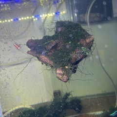 特大ウィローモス付き流木の画像