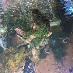 特大ウィローモス付き流木の画像