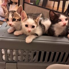 in日進市子猫がいっぱい☆保護猫をオウチに迎えよう☆202…